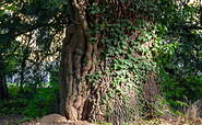 Beeindruckender Baumbestand im Gutspark Dahlen, Foto: ScottyScout, Lizenz: TMB-Fotoarchiv