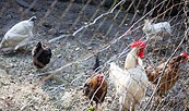Hühner, Foto: J.Marzecki