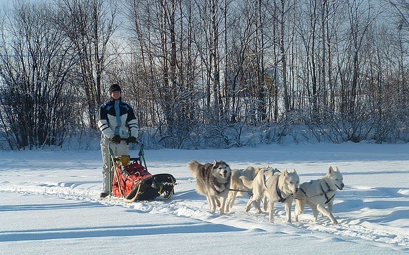 Hundeschlittenkurs im Winter, Foto: Sabine Kühn, Lizenz: Freizeit- und Tourismusservice