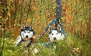 Huskie-Wanderung im Herbst, Foto: Sabine Kühn, Lizenz: Freizeit- und Tourismusservice