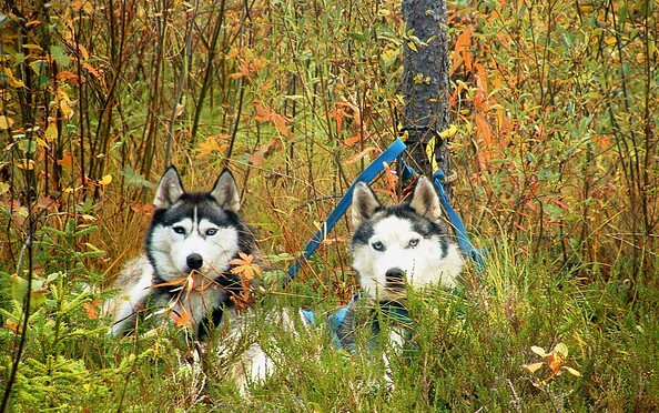 Huskie-Wanderung im Herbst, Foto: Sabine Kühn, Lizenz: Freizeit- und Tourismusservice
