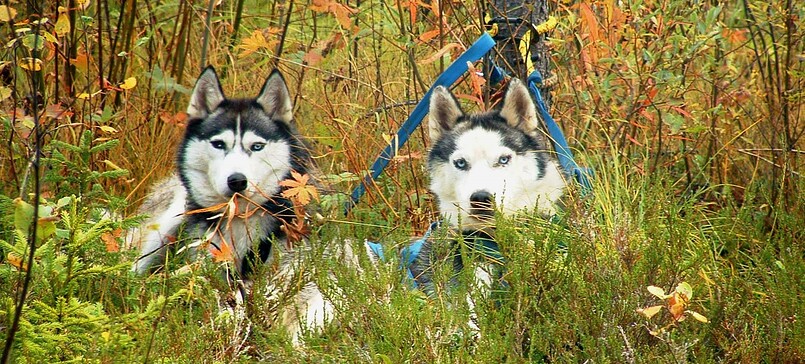 Freizeit mit Huskies Sled Dog Activities