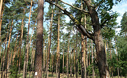 Wald im Schenkenländchen nahe Hammer, Foto: Manfred Reschke, Lizenz: Tourismusverband Dahme-Seenland e.V.,