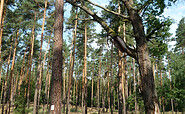 Forest in Schenkenländchen near Hammer, Foto: Manfred Reschke, Lizenz: Tourismusverband Dahme-Seenland e.V.