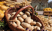 Kartoffeln vom Kartoffelhof Gerlind Neumann, Foto: Julia Otto