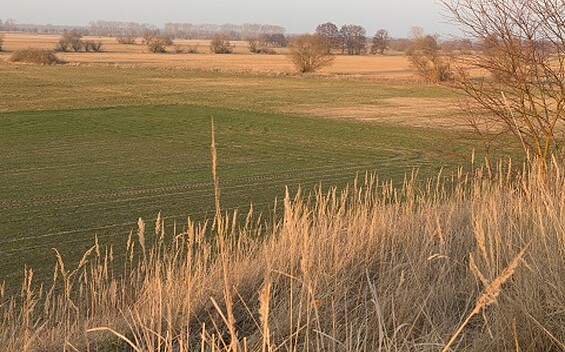 Belziger Landschaftswiesen, Foto: Steffen Bohl