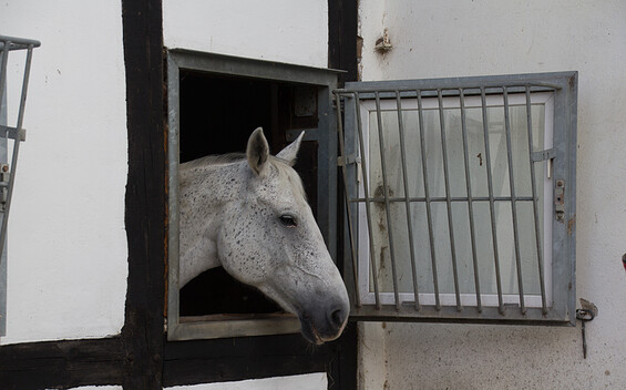 Reitstall Peters, Foto: Bansen/Wittig
