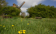 Bockwindmühle Borne, Foto: Bansen/Wittig