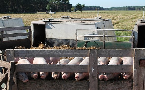 Schweine in Freilandhaltung, Foto: Backschwein-Tenne