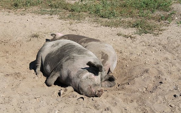 Schweine in Freilandhaltung, Foto: Backschwein-Tenne