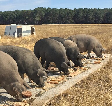 Fläminger Weideschwein, organic pig farm