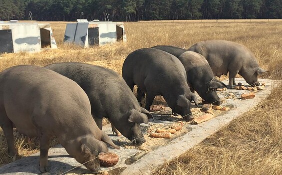 Fläminger Weideschwein, organic pig farm