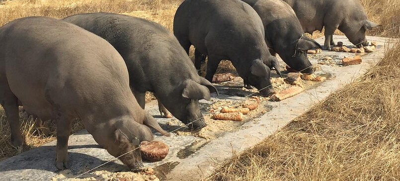 Fläminger Weideschwein, organic pig farm