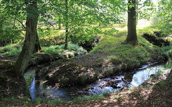 Briesener Bach, Foto: Bansen/Wittig