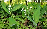 Maiglöckchenblüte im Gutspark Dahlen, Foto: Bansen/Wittig