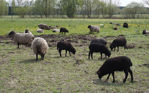 Auf dem Hof, Foto: F. Raab, Lizenz: Tourismusverband Fläming e.V.