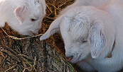 Ziegen auf dem Hof, Foto: Ziegenhof Warnke