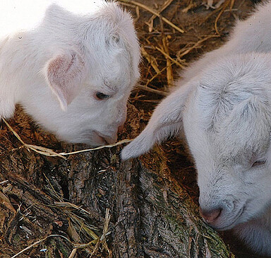 Ziegenhof Warnke, goat farm shop