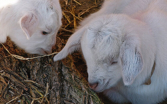 Ziegen auf dem Hof, Foto: Ziegenhof Warnke