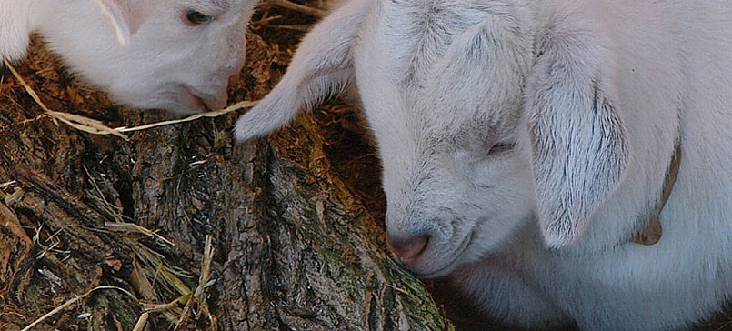 Ziegenhof Warnke, goat farm shop