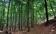 Grüne Rummel-Wanderweg - Flämingbuchen in der Grünen Rummel, Foto: Bansen/Wittig