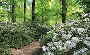Rhododendren im Schlosspark Wiesenburg, Foto: Bansen/Wittig
