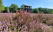 Henzendorfer Heide, Foto: Besucherinformation Neuzelle, Lizenz: Besucherinformation Neuzelle