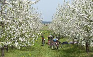 Radfahrer in Werder (Havel) zur Baumblüte, Foto: TMB-Fotoarchiv/Yorck Maecke, Lizenz: TMB-Fotoarchiv/Yorck Maecke