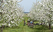 Radfahrer in Werder (Havel) zur Baumblüte, Foto: TMB-Fotoarchiv/Yorck Maecke, Lizenz: TMB-Fotoarchiv/Yorck Maecke