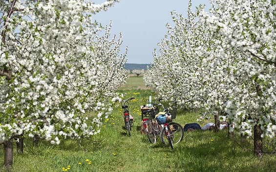 Radfahrer in Werder (Havel) zur Baumblüte, Foto: TMB-Fotoarchiv/Yorck Maecke, Lizenz: TMB-Fotoarchiv/Yorck Maecke