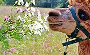 Alpaka &quot;Apu&quot; riecht an den Blumen, Foto: Nicole Schönig, Lizenz: Weggefährten