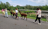 Alpaca hike, Foto: Christine Berthold, Lizenz: Weggefährten