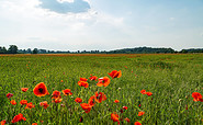 Poppy field near Potsdam, Foto: Steffen Lehmann, Lizenz: TMB Tourismus-Marketing Brandenburg GmbH