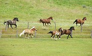Pferde, Foto: Gut Sarnow