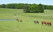 Pferde, Foto:  Gut Sarnow, Lizenz:  Gut Sarnow