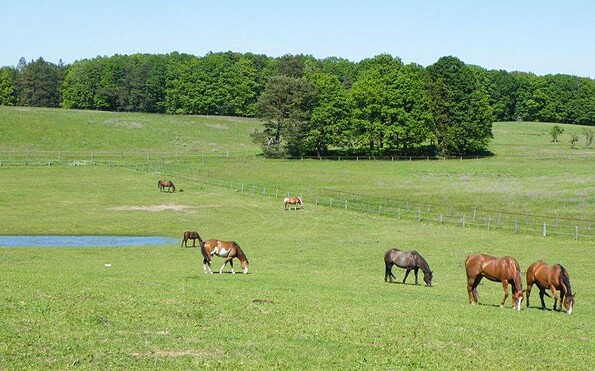 Pferde, Foto:  Gut Sarnow, Lizenz:  Gut Sarnow