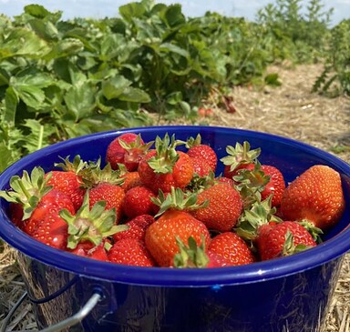Erdbeerhof Stegemannshof, strawberries
