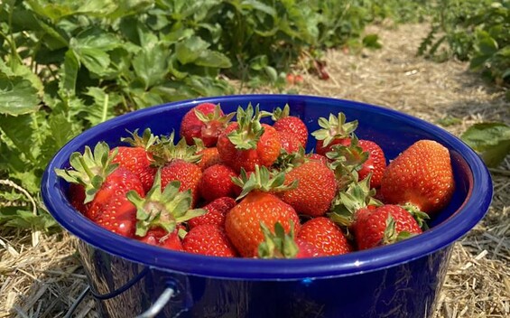 Erdbeeren Stegemannshof, Foto: Alena Lampe
