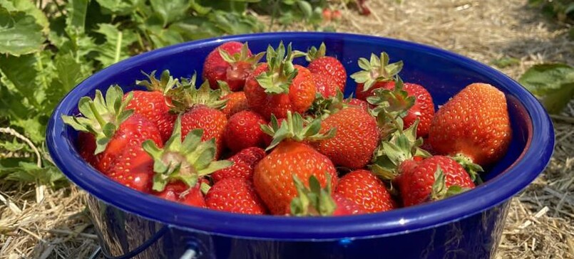 Erdbeerhof Stegemannshof, strawberries
