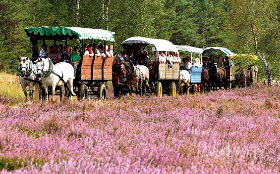 Kremserfahrt in die Heide, Foto: Veit Rösler, Lizenz: Veit Rösler