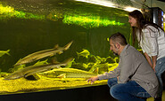 Imposante Störe im Aquarium, Foto: Mirko Runge, Lizenz: Müritzeum gGmbH