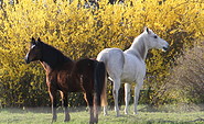 Barbara Huebers Pferde, Foto: Barbara Hueber