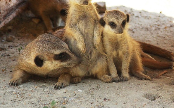 Erdmännchenfamilie, Foto: Zoo Hoyerswerda