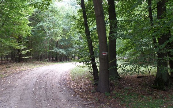Wanderweg Richtung Schweinert, Foto: TV Elbe-Elster-Land, Lizenz: TV Elbe-Elster-Land