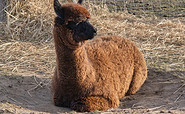 Mon Bijou - Zuchtstute, Foto: Tiny Alpaca Town GbR, Lizenz: Jennifer Draba-Quell