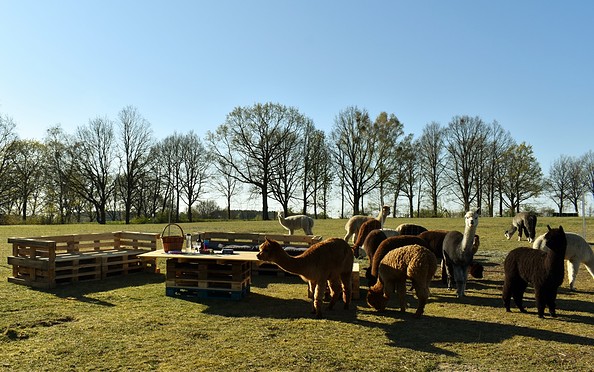 Picknick zwischen Alpakas, Foto: Tiny Alpaca Town GbR, Lizenz: Jennifer Draba-Quell