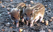 Schweine, Foto: Tierpark Herzberg, Lizenz: Tierpark Herzberg