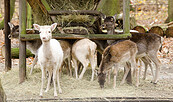 Damwild, Foto: Tierpark Herzberg, Lizenz: Tierpark Herzberg