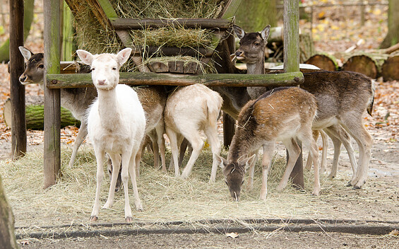 Damwild, Foto: Tierpark Herzberg, Lizenz: Tierpark Herzberg