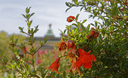 Granatapfelblüte, Foto: Nadine Redlich, Lizenz: PMSG